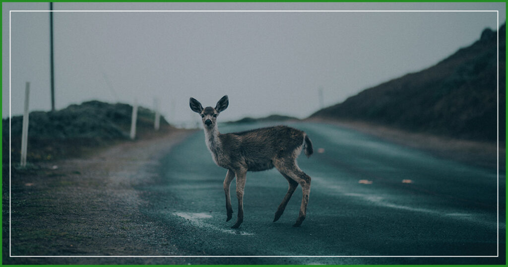 What to do after hitting a deer with your car in Montana